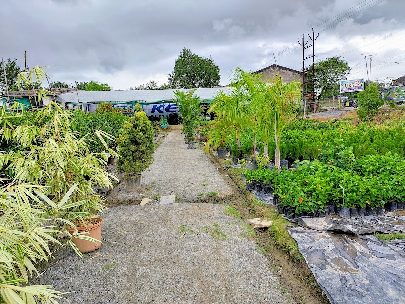 Shree Natram Rose Nursery - Shree Natram Rose Nursery, 8MX5+3P5, Bargarh, Odisha 768040, India