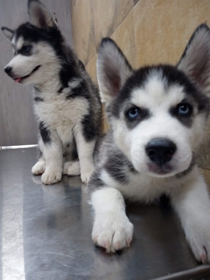Pet Health Clinic - Dr. Padam Jain | Pet Clinic in Raipur | Veterinary Doctor in Raipur. - Pet Health Clinic - Dr. Padam Jain | Pet Clinic in Raipur | Veterinary Doctor in Raipur. Shop No. 7, Ashoka Tower, Shankar Nagar, Raipur, Chhattisgarh 492004, India