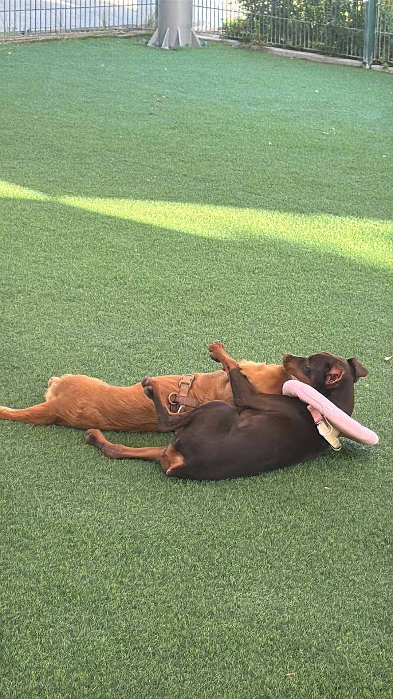 Dog Park - Dubai Hills Estate Park - Dog Park - Dubai Hills Estate Park, Unnamed Road - 466X+455 - حدائق الشيخ محمد بن راشد - دبي - United Arab Emirates