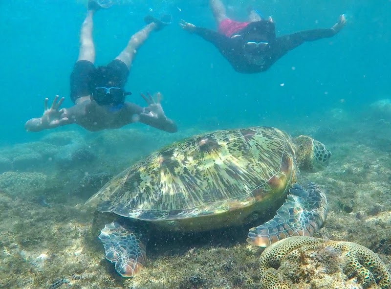 Apo Island - Apo Island, Dauin, Negros Oriental, Philippines