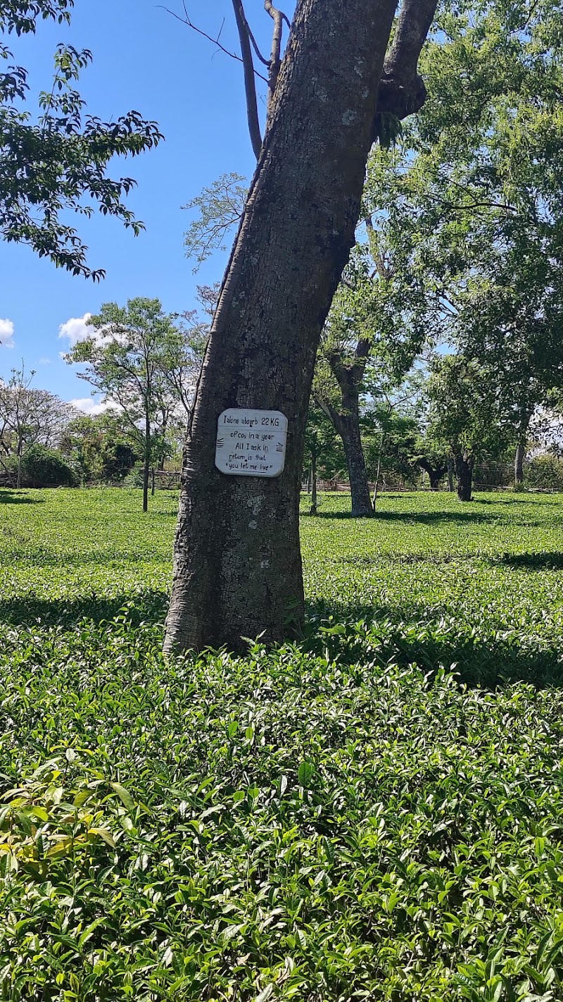 Wah Tea Estate - Wah Tea Estate, Panchrukhi Rd, Patti, Deogran, Dohal, Himachal Pradesh 176067, India