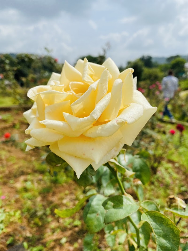 Rose Garden - Rose Garden HQH2+V4C, Saputara, Gujarat 394720, India