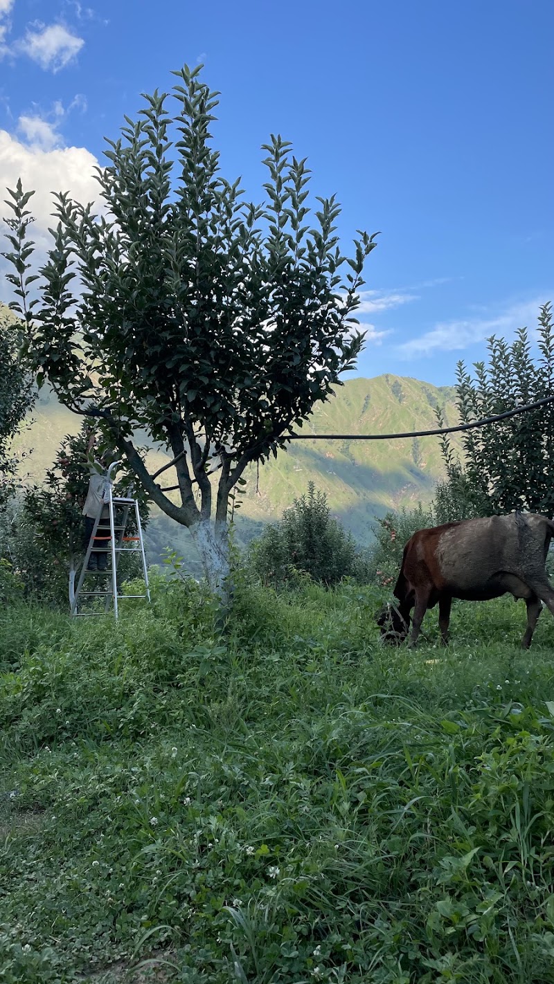 Sen apple Orchards - Sen apple Orchards, Ghrahar, Panarsa, Himachal Pradesh 175121, India