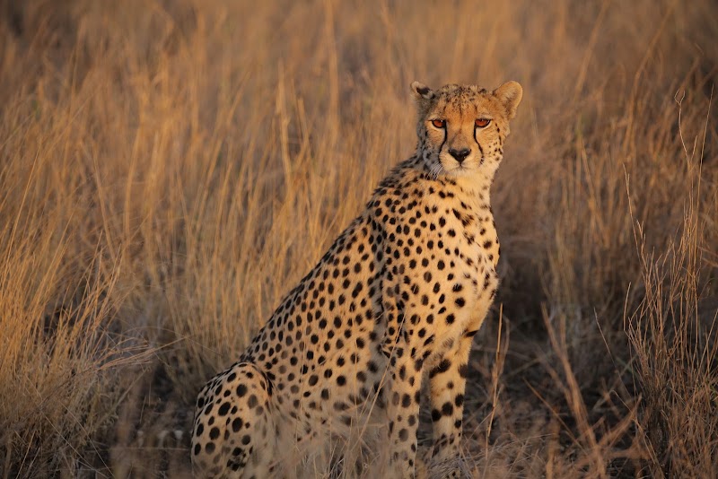 Lewa Wildlife Conservancy - Lewa Wildlife Conservancy, Isiolo, Kenya