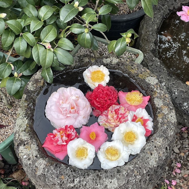 Camellia Hill Botanical Garden - Camellia Hill Botanical Garden, 166 Byeongak-ro, Andeok-myeon, Seogwipo, Jeju-do, South Korea
