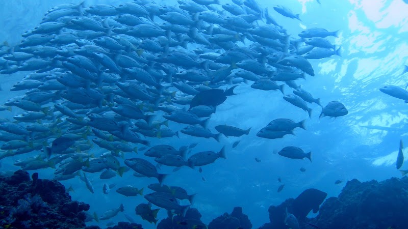 The Dive Ao Nang - The Dive Ao Nang 372, 3, Tambon Ao Nang, Muang, Chang Wat Krabi 81180, Thailand