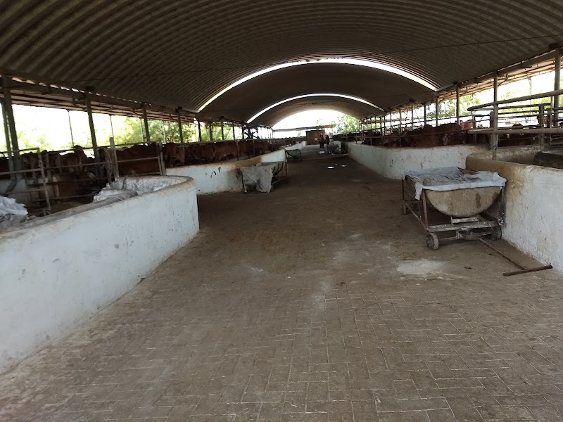 Bansi Gir Gaushala - Bansi Gir Gaushala Bansi Gir Gaushala Behind metro whole sale mall S.P. Ring Road, Shantipura Cir, Ahmedabad, Gujarat 382210, India