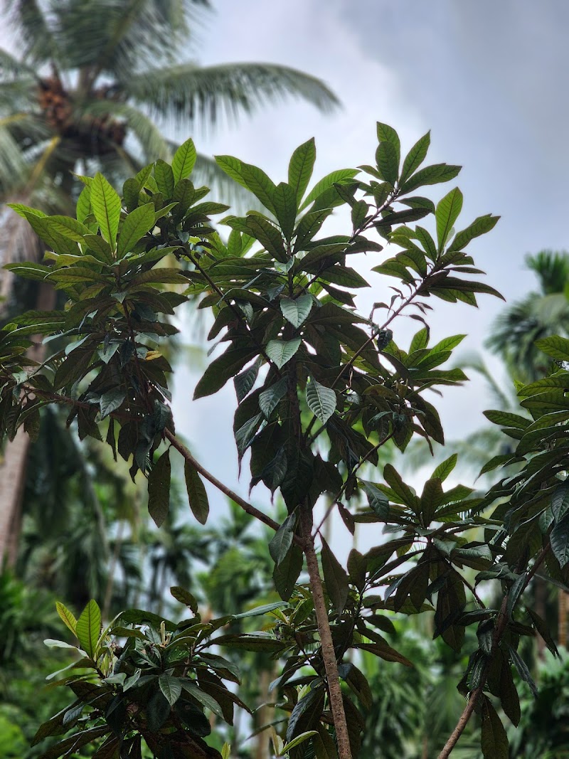 Sahakari Spice Farm - Sahakari Spice Farm C26G+23G, Panjim - Belagavi Main Rd, Curti, Ponda, Goa 403401, India