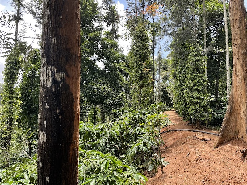 Mercara Gold Estate Coffee Plantation - Mercara Gold Estate Coffee Plantation Unnamed Rd, Katakeri, Karnataka 571201, India