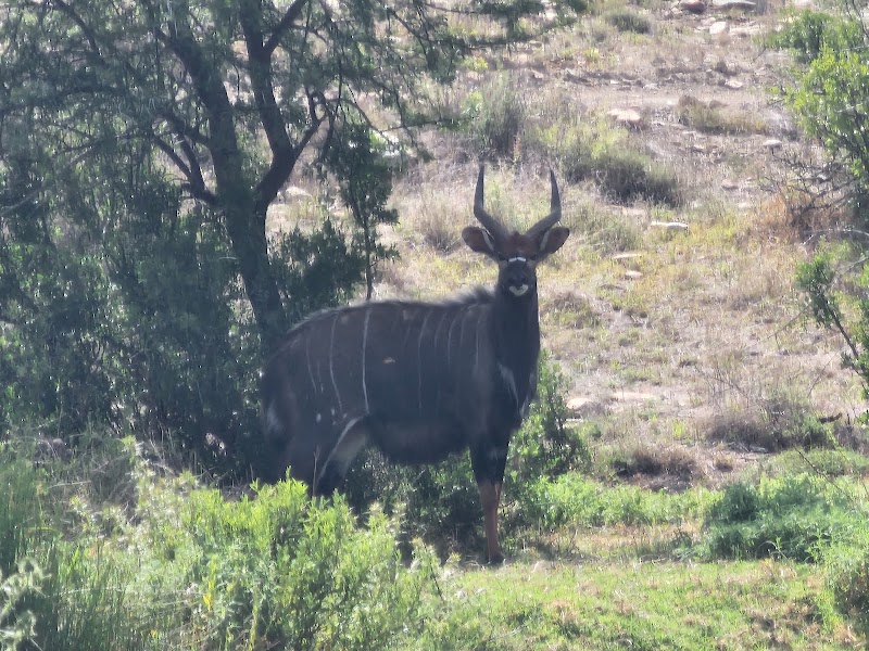Karoo Safaris - Karoo Safaris, Langkloof Farm, Cradock, 5880, South Africa