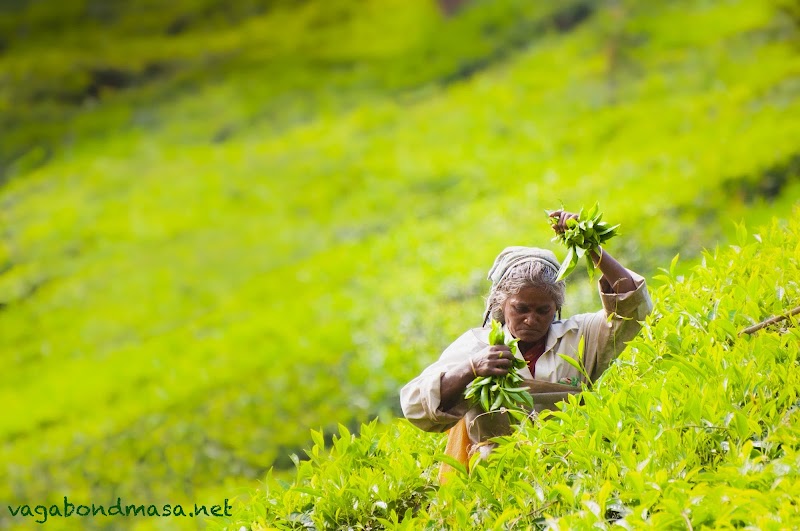 Laxmi Tea Estate - Laxmi Tea Estate, 329X+J3C, Unnamed Road, Kannan Devan Hills, Kerala 685612, India