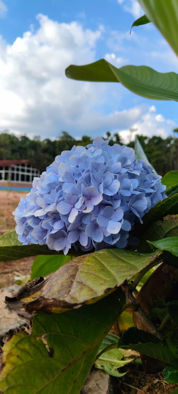 Sirimane homestay - Sirimane homestay Urubage village, near hemmadi, Mudigere, Urubage, Karnataka 577132, India