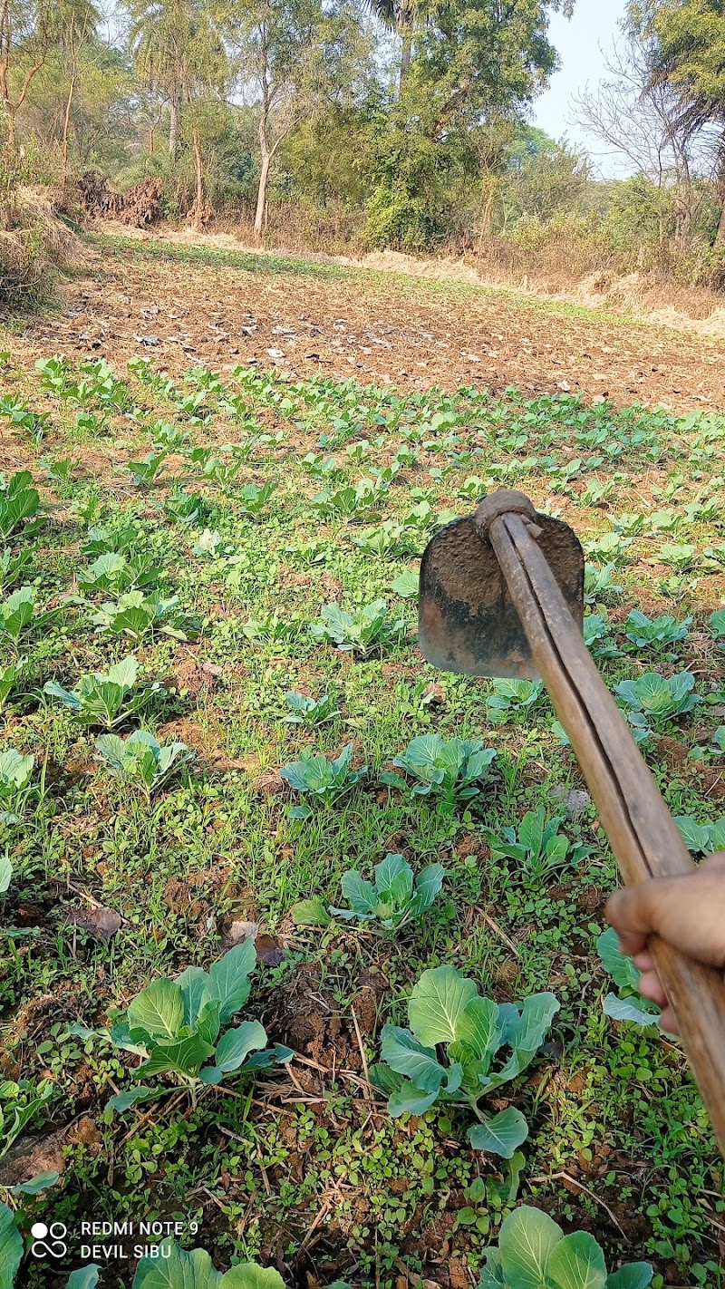 JD Farming - JD Farming, Near, Sagar Road, Gangapur, Junagarh, Balichhada, Odisha 766014, India