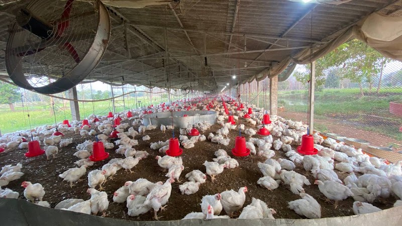 Uttam animal husbandry - Uttam animal husbandry, Dandesara, Chhattisgarh 491001, India