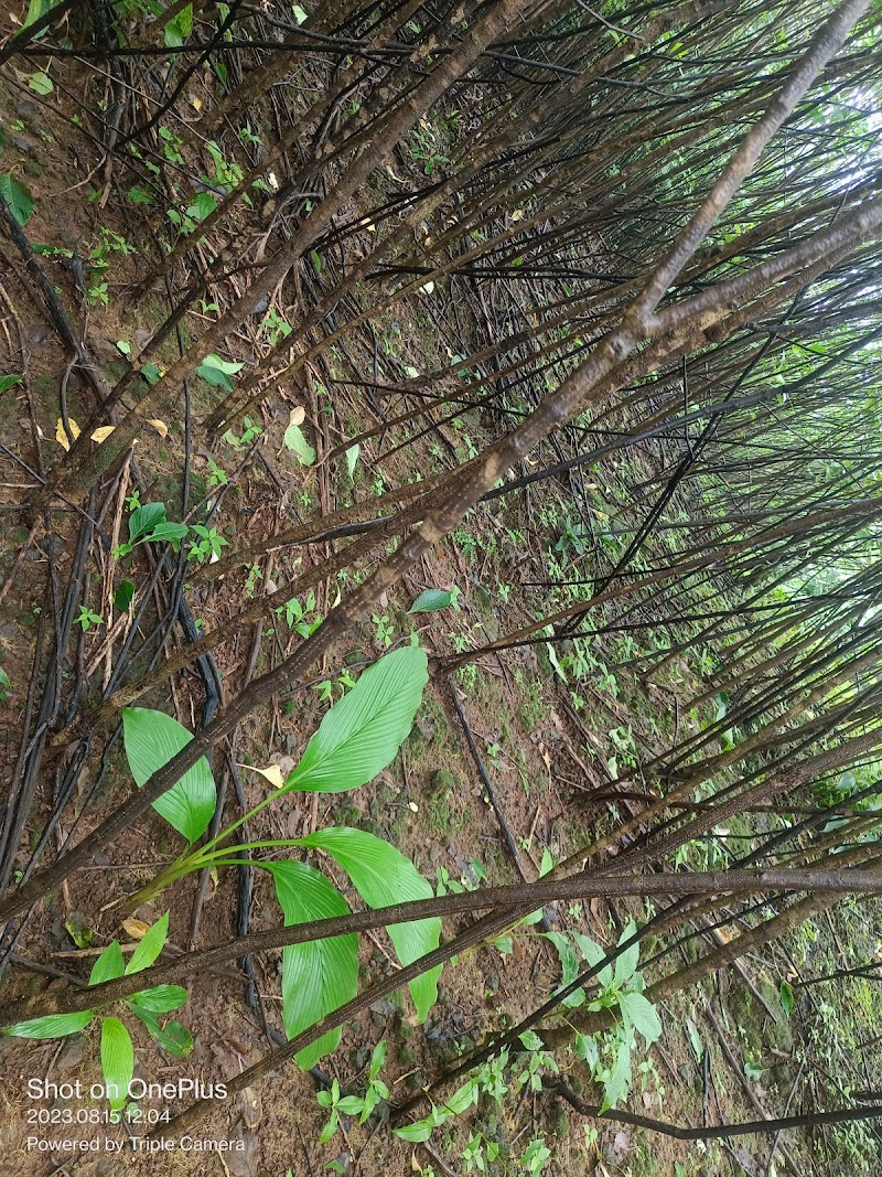 Andharban Trekking Way - Andharban Trekking Way G93X+4M, Pimpri, Maharashtra 412108, India