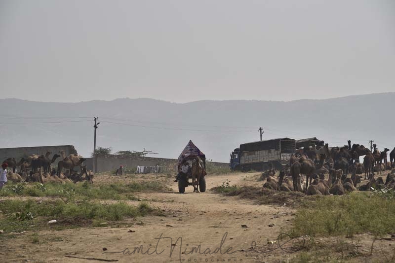 Pushkar Camel Safari - Pushkar Camel Safari, Ajmer - Nagaur Rd, opp. Civil Court, near Railway Patak , Pushkar, Pushkar, Rajasthan 305022, India