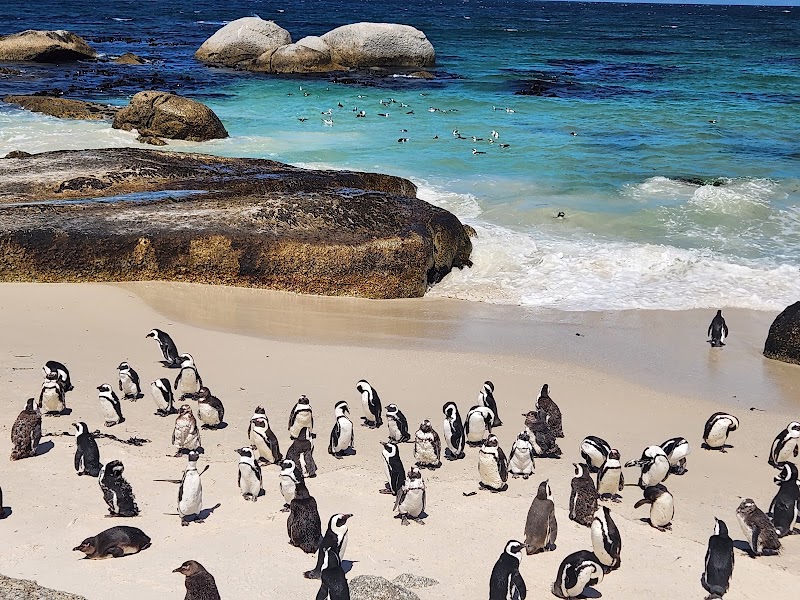 Boulders Beach - Boulders Beach, Simon's Town, Cape Town, 7995, South Africa