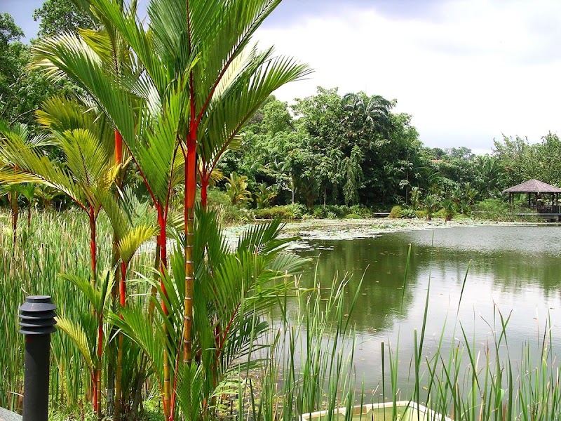 Singapore Botanic Gardens - Singapore Botanic Gardens 1 Cluny Rd, Singapore 259569