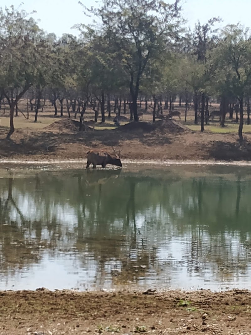 Wild life Sanctuary - Wild life Sanctuary 3QVJ+JHM, Atal Nagar-Nava Raipur, Chhattisgarh 493661, India