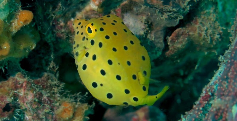 The Dive Ao Nang - The Dive Ao Nang 372, 3, Tambon Ao Nang, Muang, Chang Wat Krabi 81180, Thailand