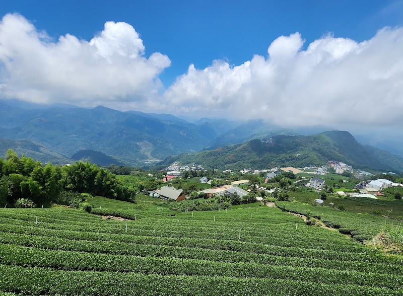 Tea Trail - Tea Trail 605, Taiwan, Chiayi County, Alishan Township, 樂野村