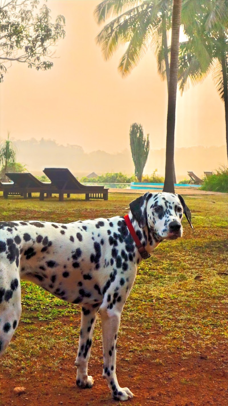 Olaulim Backyards - Olaulim Backyards, Olaulim, North Goa, Olaulim, Goa 403523, India