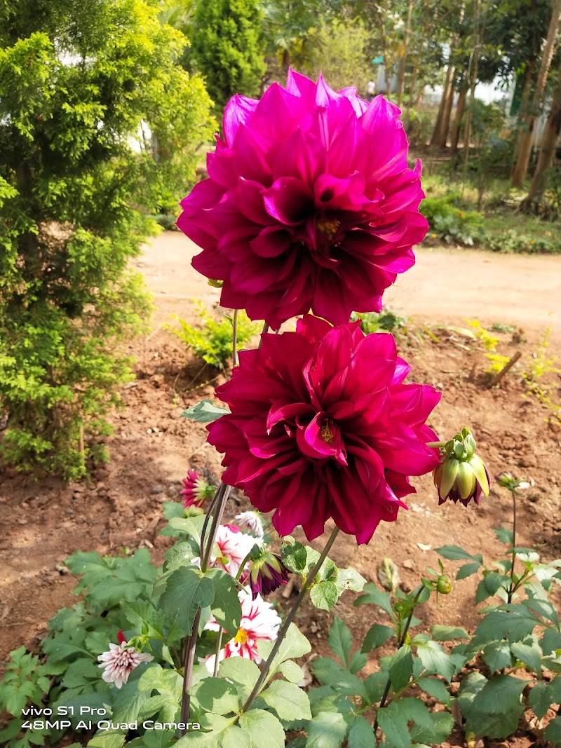 Forest Range Office (T) - Forest Range Office (T) 3JWJ+W4H, Palsapara, Odisha 766108, India
