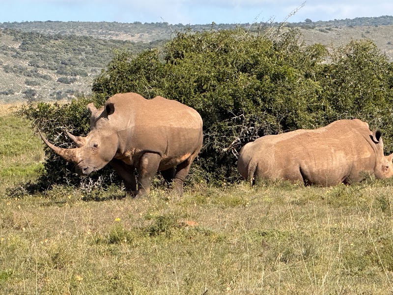 Amakhala Game Reserve - Amakhala Game Reserve, Paterson, 6130, South Africa