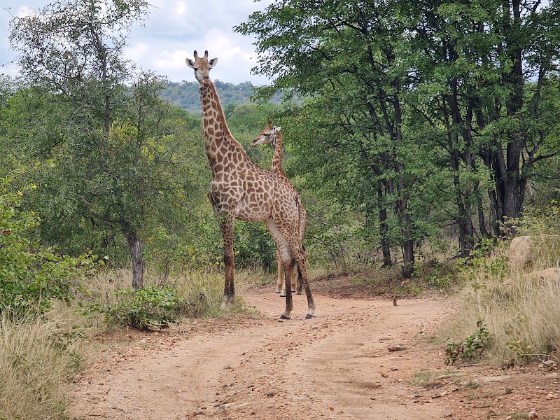 Selati Game Reserve - Selati Game Reserve, Kruger Park, South Africa