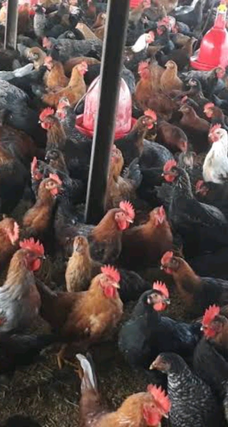 Mixed POULTRY FARM - Mixed POULTRY FARM, Ramnagar Ward no7, Shri Ram Colony, Motipur, Rajnandgaon, Chhattisgarh 491441, India