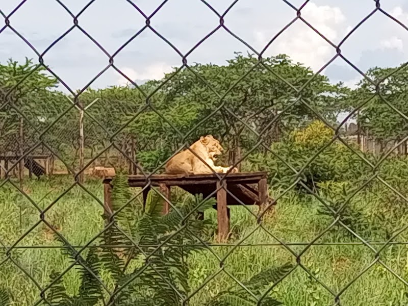 Tshabalala Game Sanctuary - Tshabalala Game Sanctuary, QH55+2MP, Bulawayo, Zimbabwe