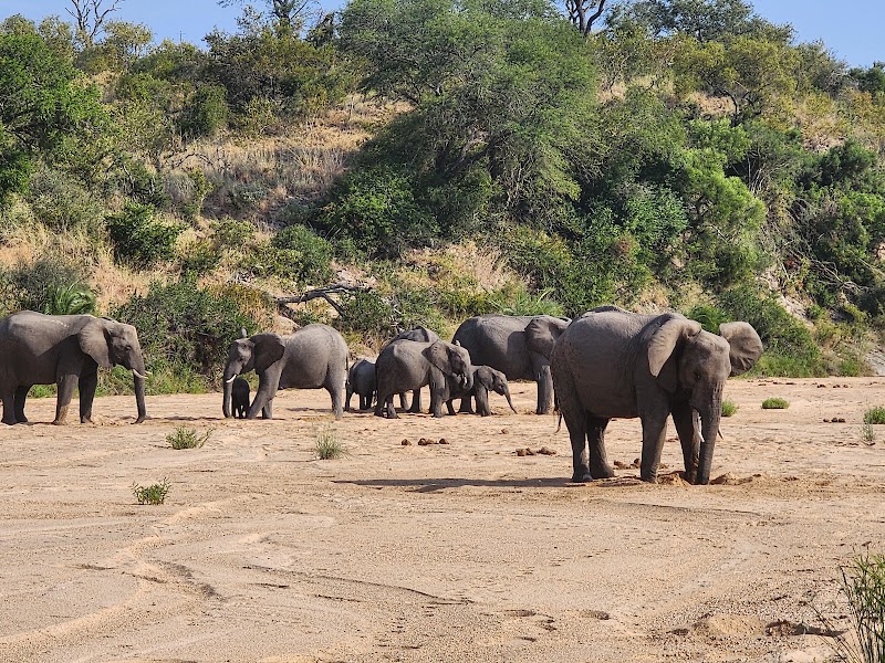 Timbavati Private Nature Reserve - Timbavati Private Nature Reserve, Hoedspruit, 1380, South Africa