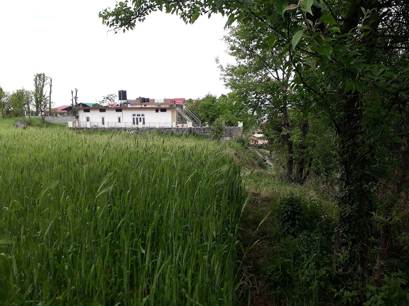 Manjhee Valley Tea Gardens - Manjhee Valley Tea Gardens, 58XW+73C, Hodal, Himachal Pradesh 176215, India