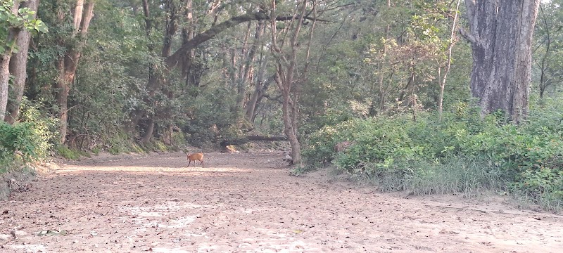 Corbett Tiger Zone & Safari 🐅 - Corbett Tiger Zone & Safari 🐅 front of hotel wild way, Ranikhet Rd, Ramnagar, Uttarakhand 244715, India