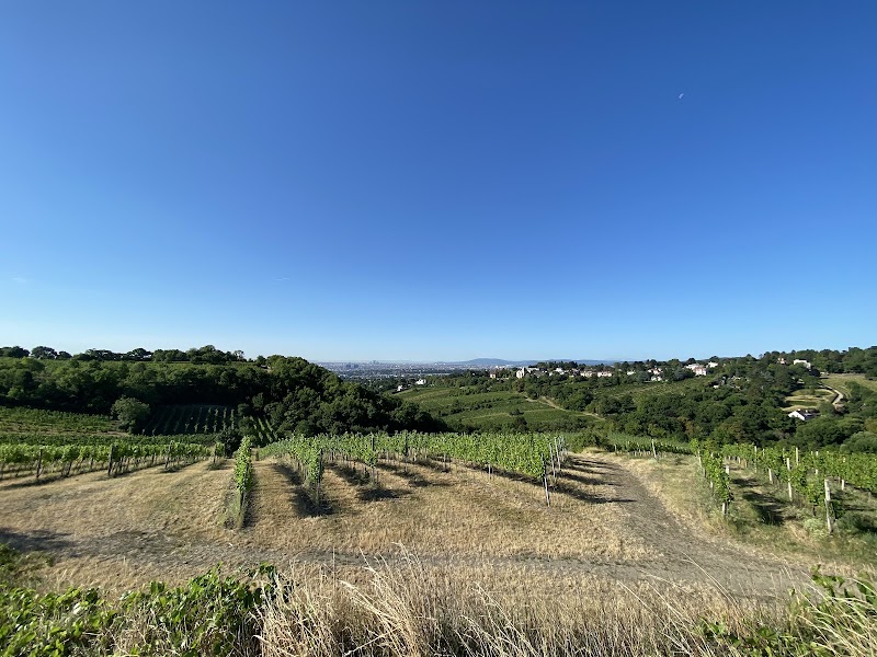 Cobenzl Aussicht - Cobenzl Aussicht Am Cobenzl 94, 1190 Wien, Austria