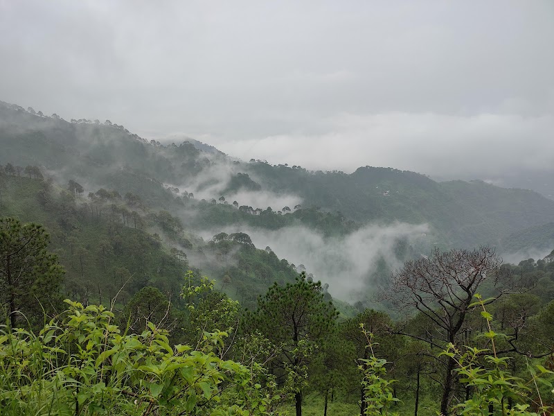 Timber Trail Kasauli