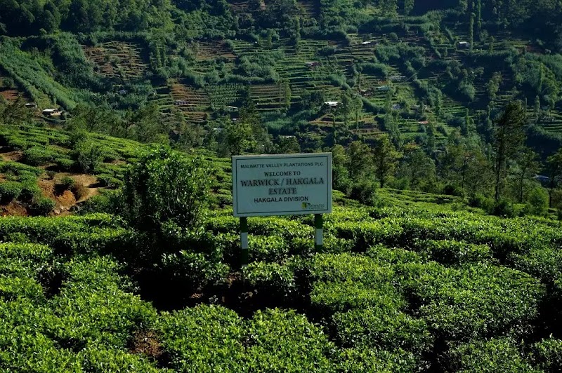 Hakgala - Hakgala, Sri Lanka