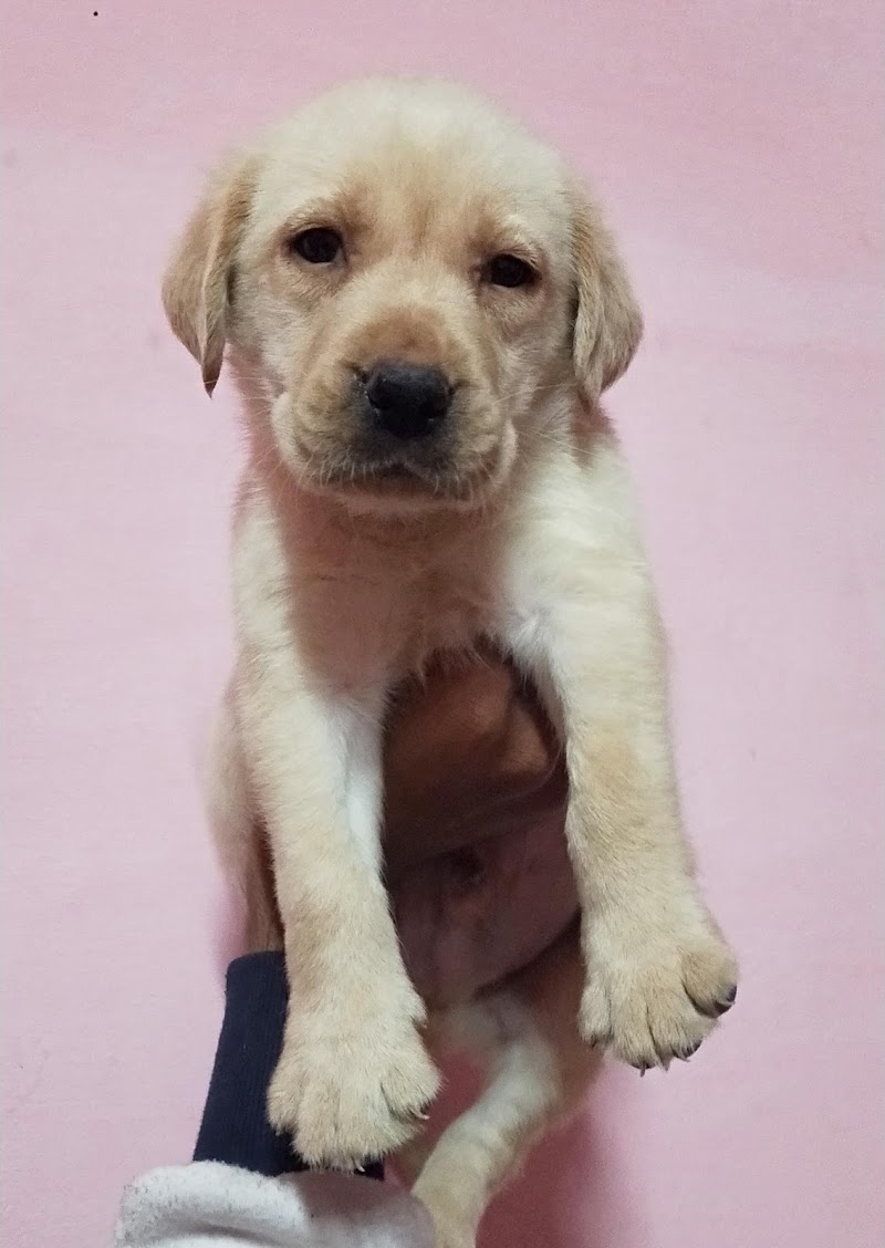 Doggyz HuB Dmt - Doggyz HuB Dmt, Aama talab road, Rudri Road, indoor stadium, ke pass, Ekta Nagar, Itwari Bazar, Dhamtari, Chhattisgarh 493773, India