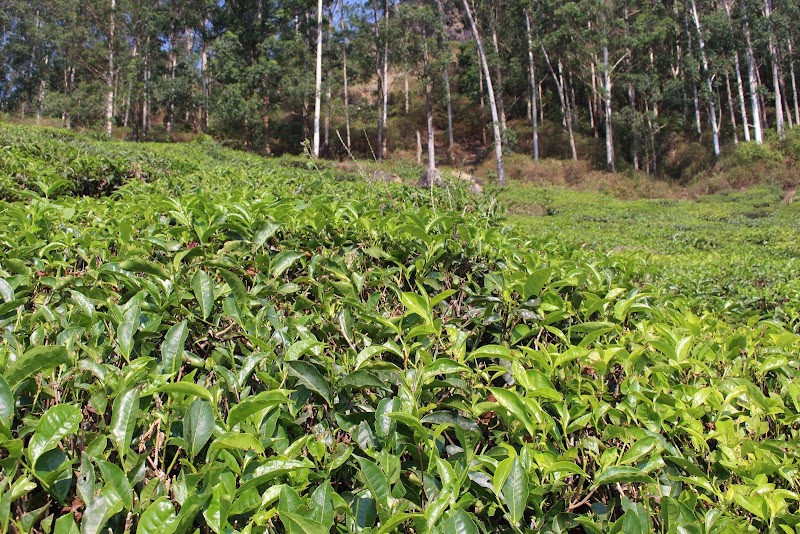 Tea estate view point - Tea estate view point 5/135, Pothamedu, Munnar, Kerala 685612, India