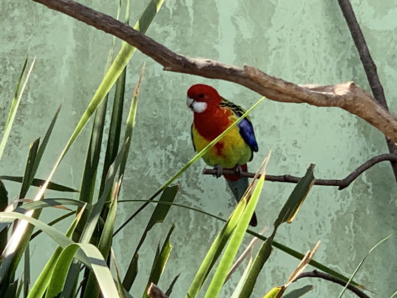 Auburn Aviary - Auburn Aviary Chisholm Rd, Auburn NSW 2144, Australia