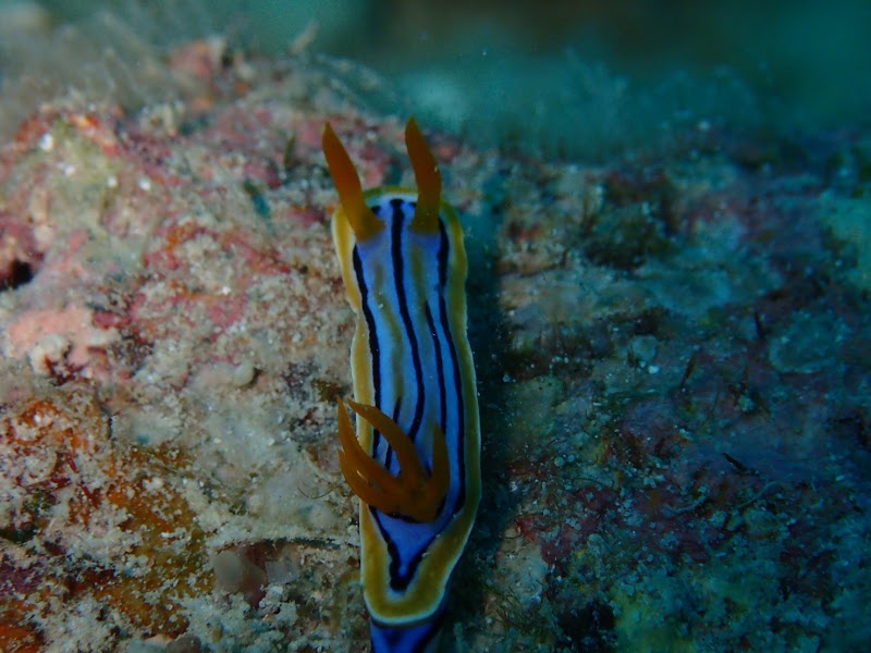 八重山Diving Service Field - 八重山Diving Service Field 1-chōme-14番地 Yashimachō, Ishigaki, Okinawa 907-0011, Japan