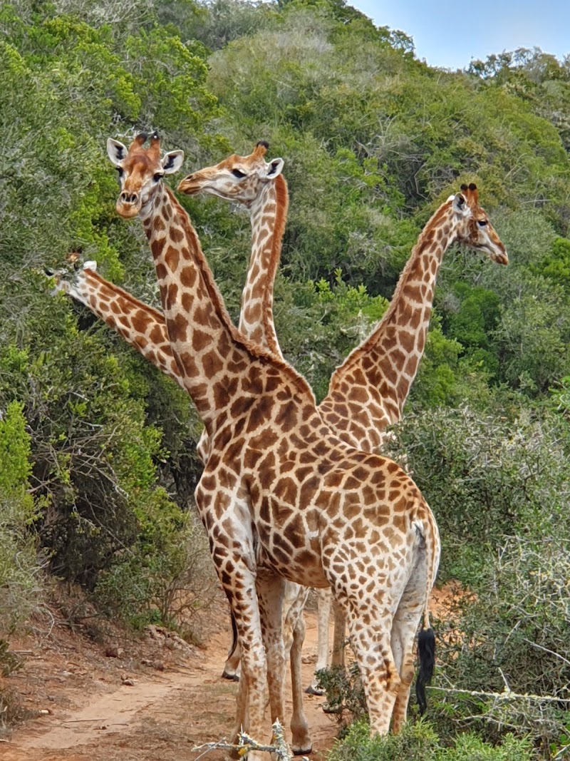 Amakhala Game Reserve - Amakhala Game Reserve, Paterson, 6130, South Africa