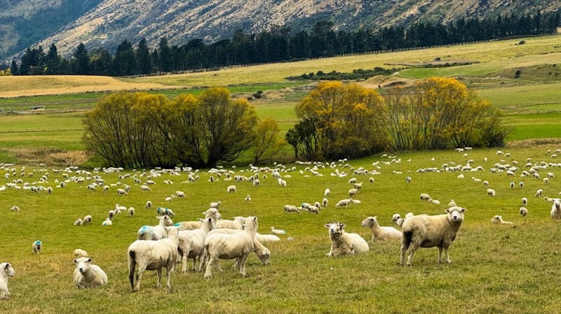 Kingston - Kingston 9793, New Zealand