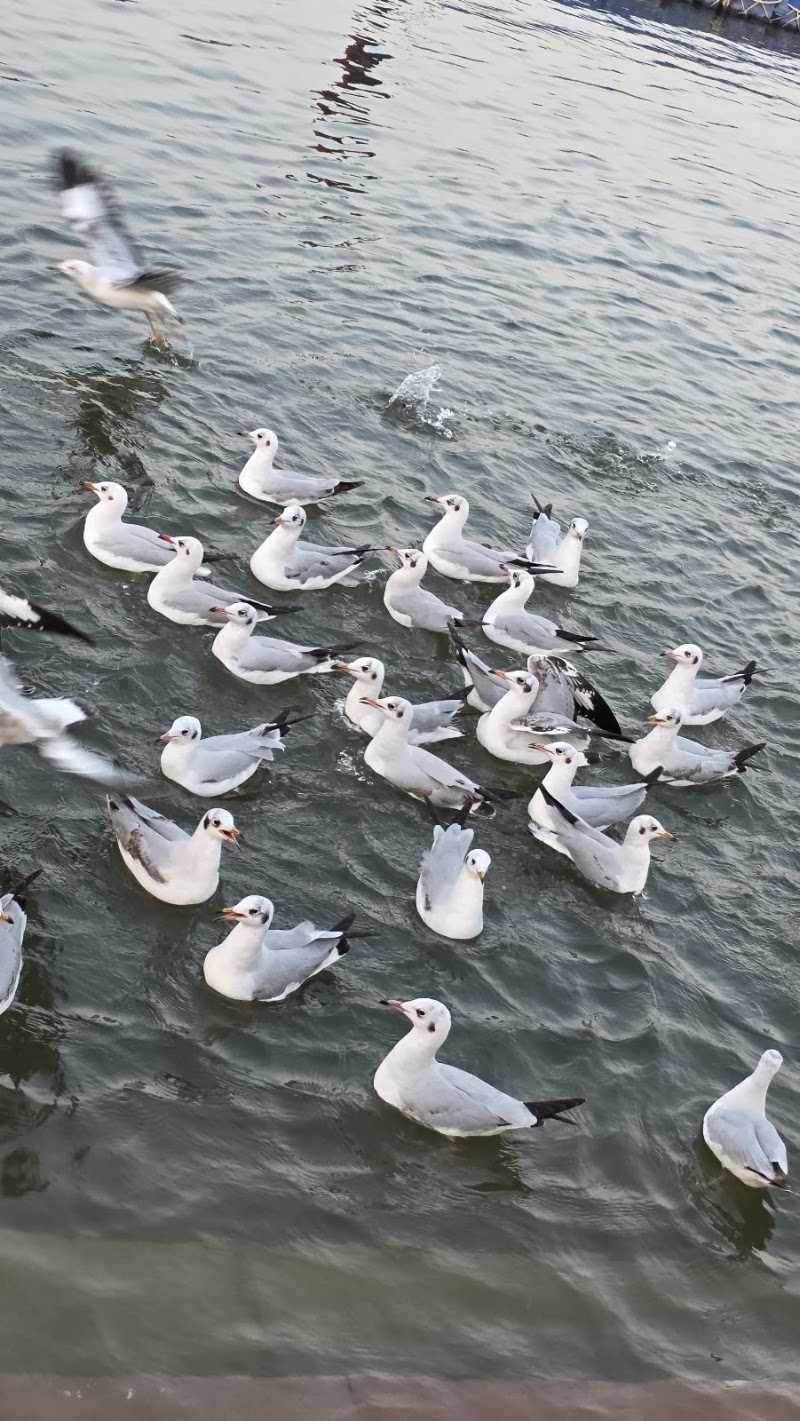 Prayagraj SANGAM VIEW POINT - Prayagraj SANGAM VIEW POINT CVFQ+8V8, sangam area, Prayagraj, Uttar Pradesh 211006, India