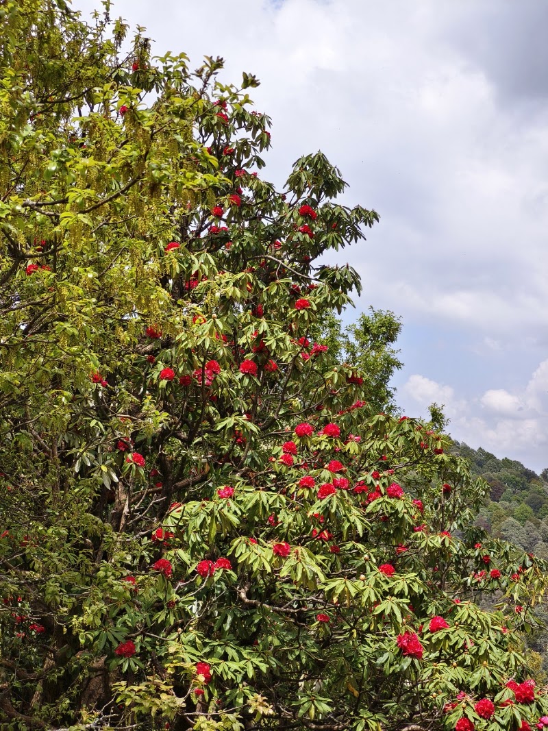 Kilbury and Pangot Wildlife and Bird Sanctuary - Kilbury and Pangot Wildlife and Bird Sanctuary CC9W+8JC, Pangoot, Naina Range, Uttarakhand 263132, India