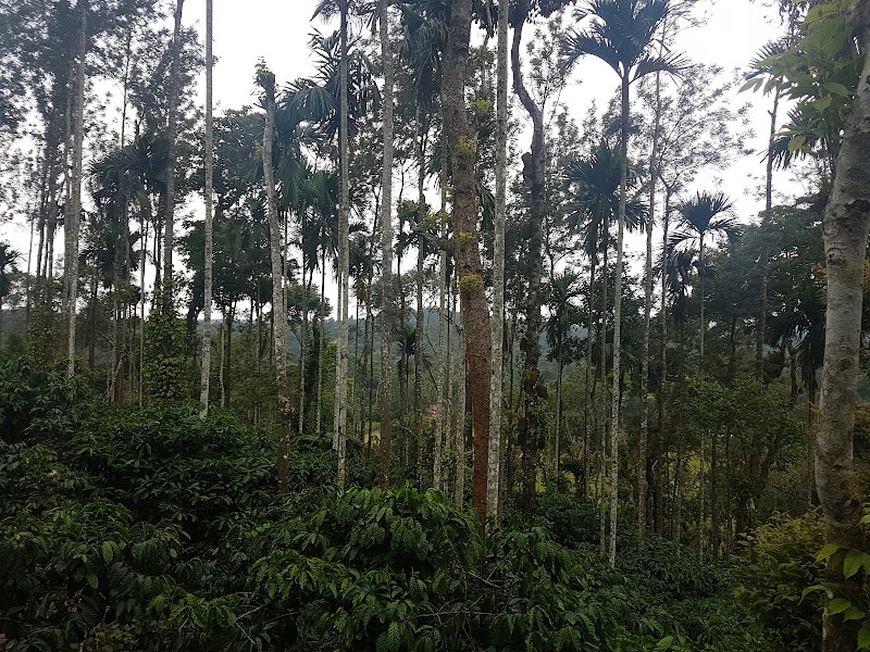 Bopanna's Homestay - Coorg - Bopanna's Homestay - Coorg 7RVJ+V49, Hachinad, Karnataka 571211, India