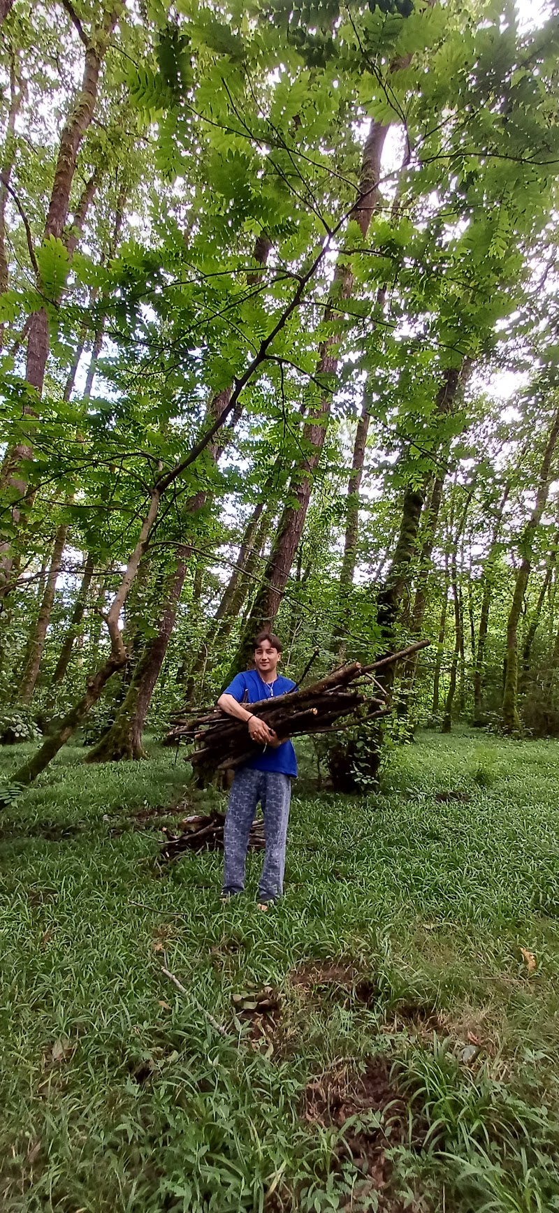 Gisoum Forest - Gisoum Forest, Gilan Province, Rasht, -talesh road,، M2CM+PQX, Iran