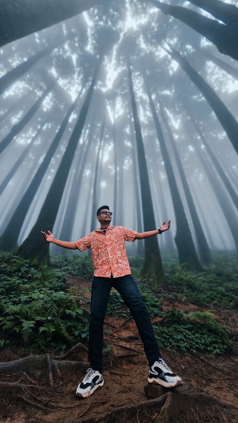 Pine forest - Pine forest W87X+V4, Mahal Diram Tea Garden, West Bengal 734008, India