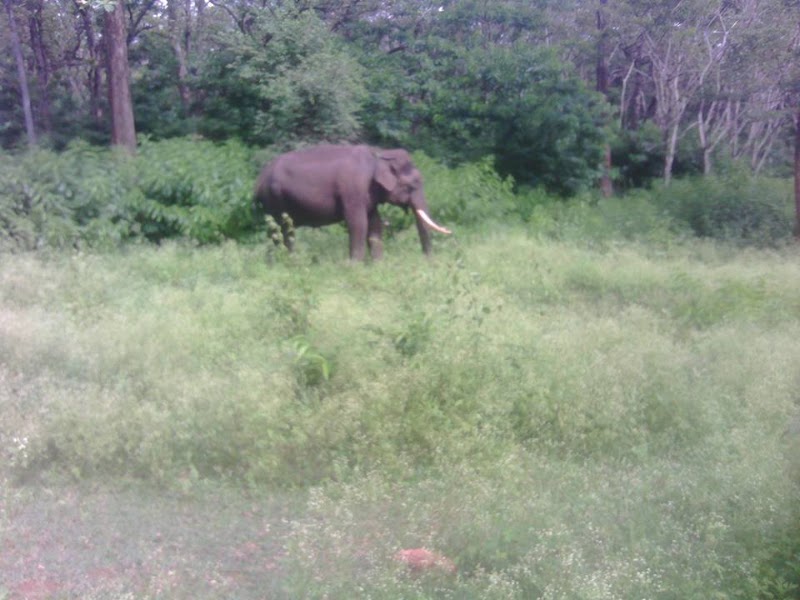 Wayanad Wildlife Santuray - Wayanad Wildlife Santuray W23F+GRQ, Thirunelly Rd, Kerala 670646, India