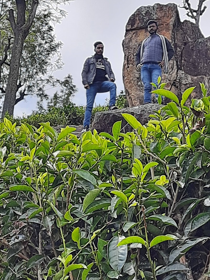 Tea estate - Tea estate 9R4J+HV3, Unnamed Road, Burliyar, Tamil Nadu 643102, India